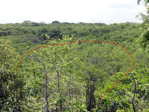 8 hectares of the regenerated forest