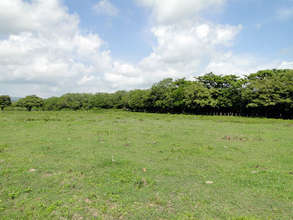 40 hectares plot of tropical forest