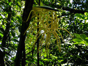 Fruit of the Stilt Palm on forest floor
