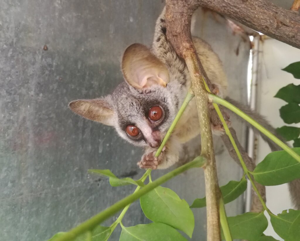 New Small Animal Clinic for ReWild Wildlife Centre