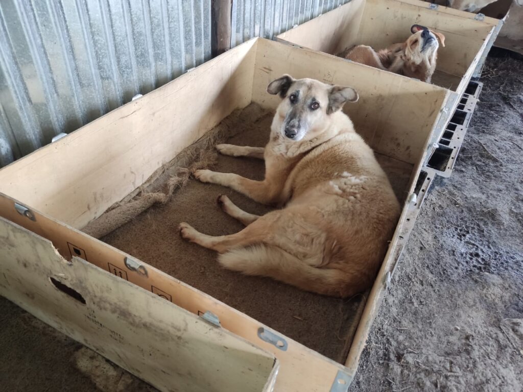 La Jacarina Dog shelter