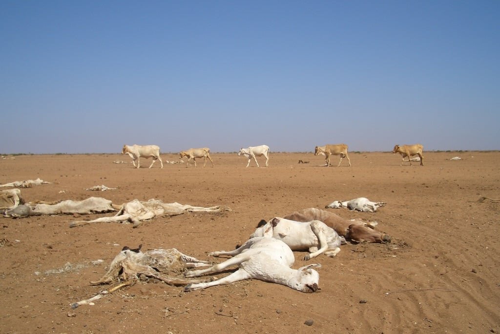 Aid to Drought & Conflict Affected People Ethiopia