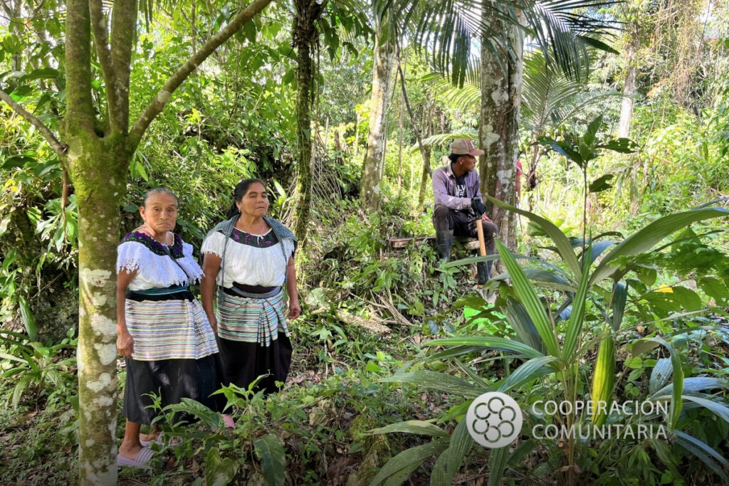 Tseltal communities caring for the forest.