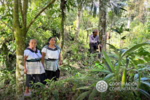 Tseltal communities caring for the forest.