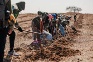 The volunteers were digging tree holes