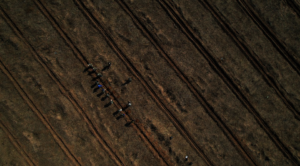 The aerial photo of volunteer planting trees