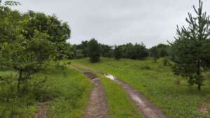 Waterlogged forest roads