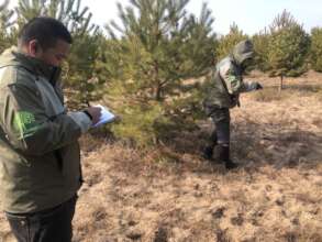 Mearsuring trees during the survey