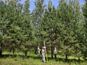 Volunteers conducting on-site forest surveys.