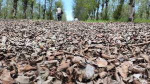Layers of fallen leaves on the forest floor.