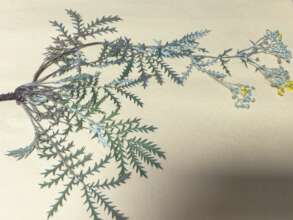 Plant specimen