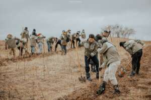 The volunteers were planting trees
