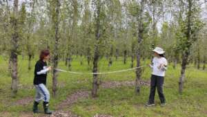Volunteers measuring the crown width.
