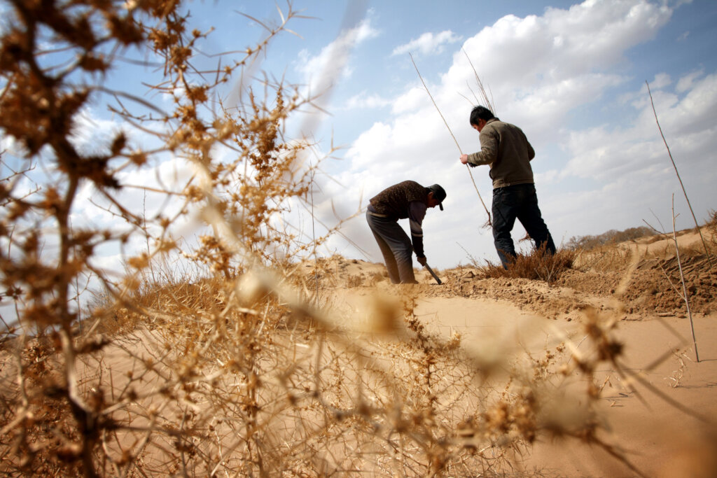 Plant 10,000 Trees in Northern China