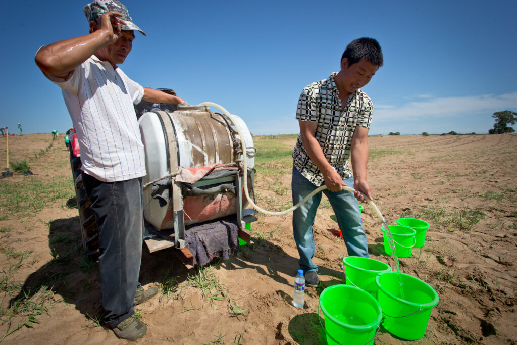 Plant 10,000 Trees in Northern China