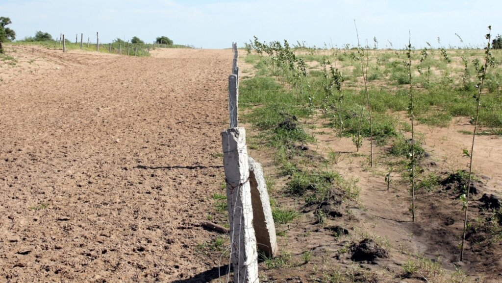 Plant 10,000 Trees in Northern China