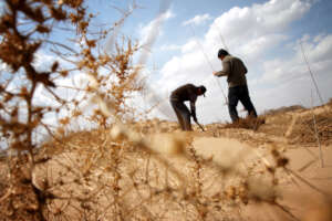 Local farmers planting trees