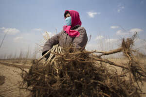 Local farmers planting trees