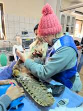 PCRF emergency pangolin rescue and care