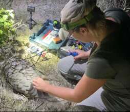 PCRF Founder, Kelsey, tagging a pangolin