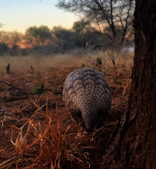 Mag'gau on a rehabilitation walk