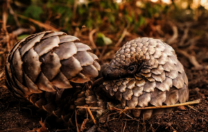 Mag'gau enjoying her rehabilitation walk