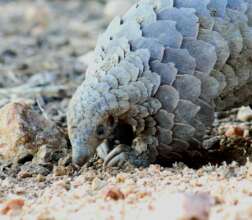 Malume foraging - On the road to recovery