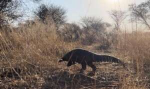 Penny released into the wild