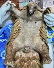 Confiscated pangolin receiving a vet check