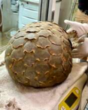Healthy rescued pangolin