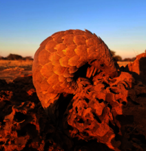 Pangolin foraging on their rehabilitation walk