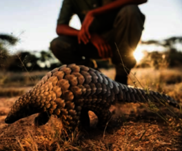 Rehabilitation walks with a pangolin guardian