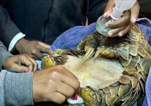 Penny receiving vet care