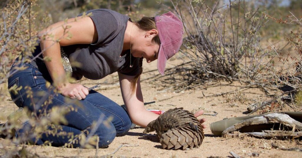Kelsey with Pangolin, photo credits go to PCRF