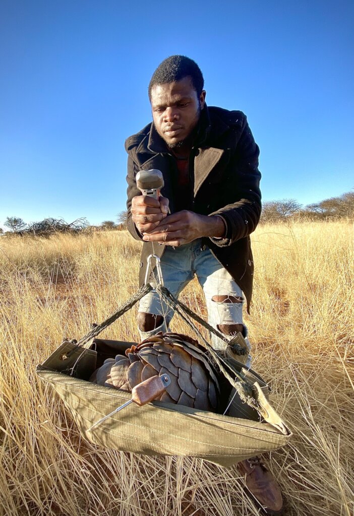 Protecting pangolins in Southern Africa