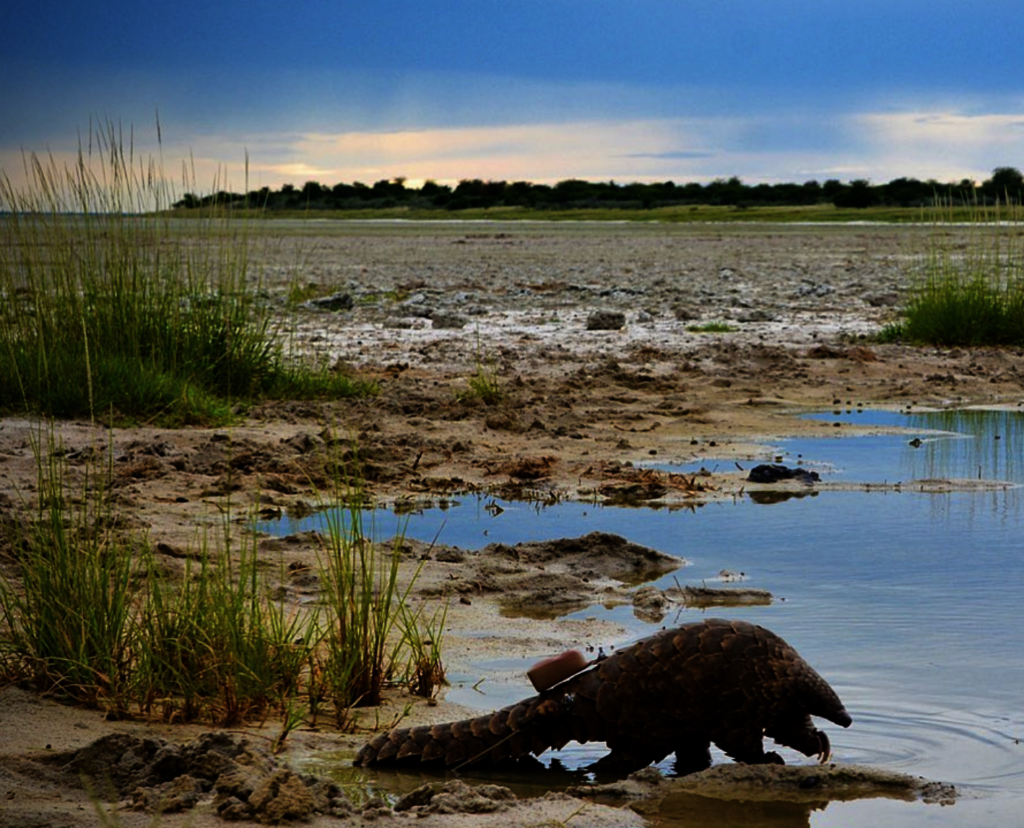 Protecting pangolins in Southern Africa
