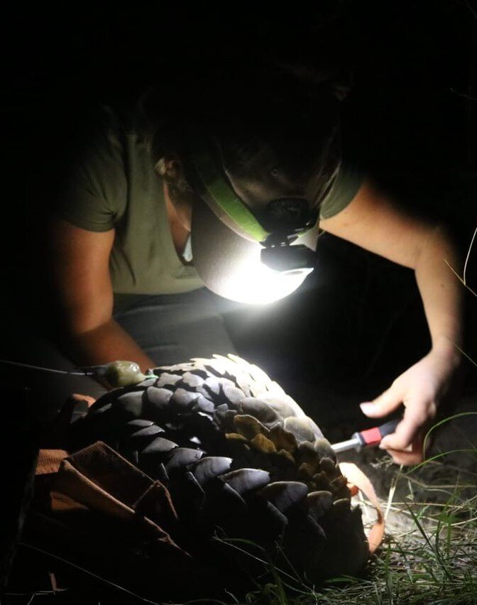 Attaching GPS tracker to pangolin