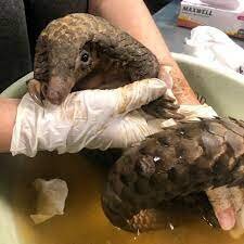 Protecting pangolins in Southern Africa