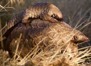 Pangolin mother and baby