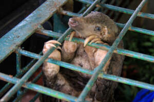Illegally traded pangolin