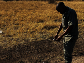 Community ranger tracking a pangolin