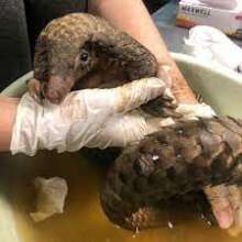 Rescued pangolin