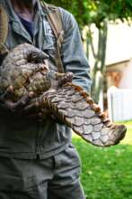 Pangolin release