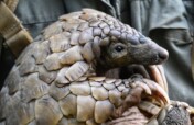Protecting pangolins in Southern Africa
