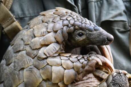 Protecting pangolins in Southern Africa