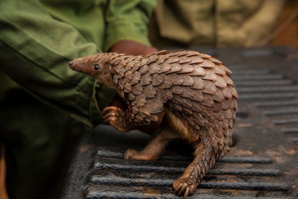 Protecting pangolins in Southern Africa