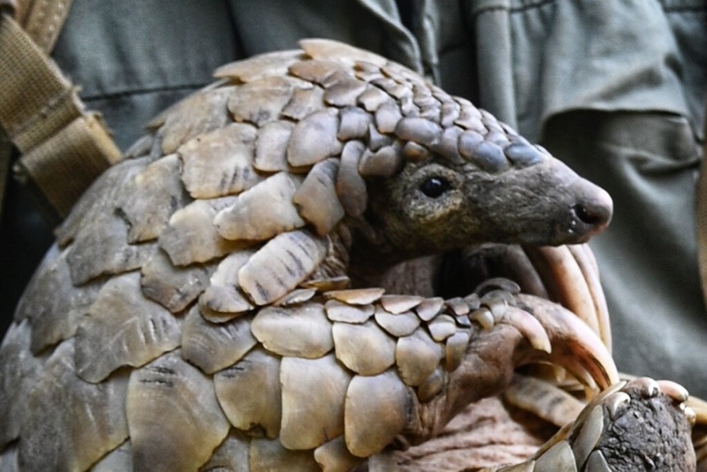 Protecting pangolins in Southern Africa