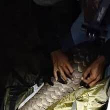 Ranger tagging pangolin at night
