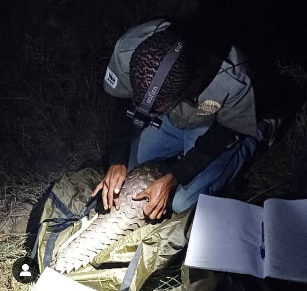 Tagging pangolin found by local community