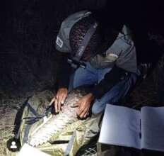 Tagging pangolin found by local community